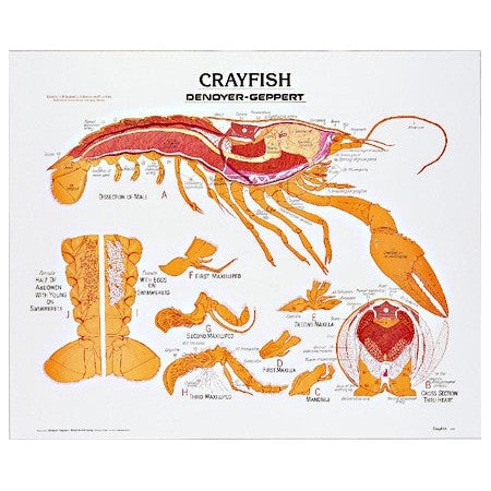 Charts/Posters, Crayfish Chart Mounted